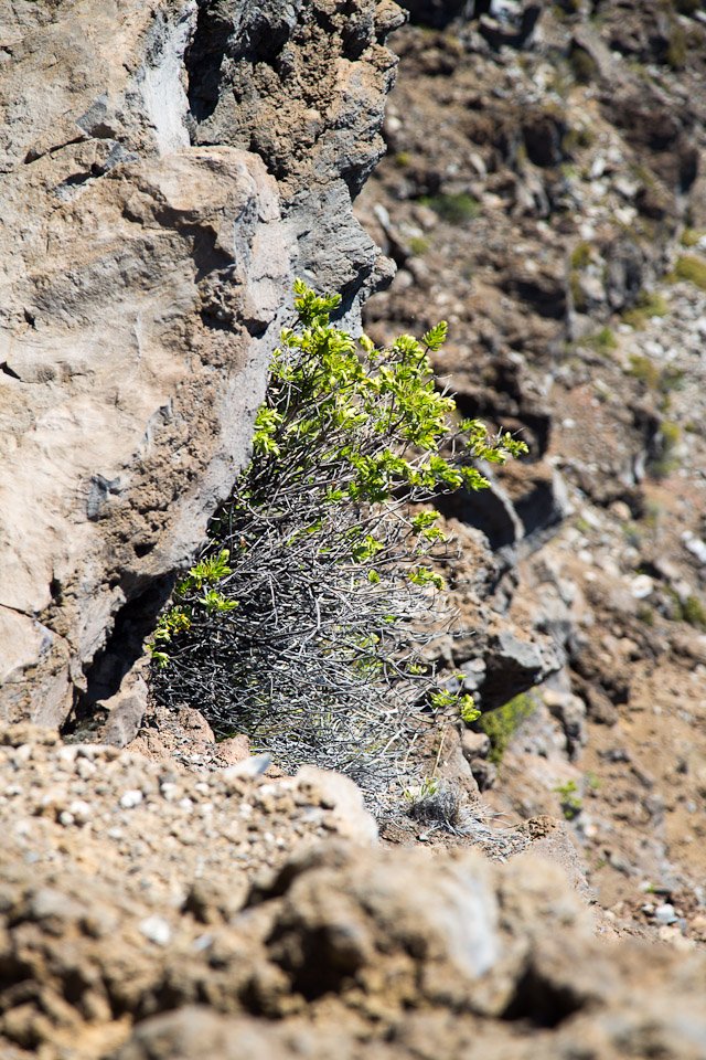 3L9A8824.jpg Caldera du Haleakala - Copyright : See Otherwise 2012 - 2024