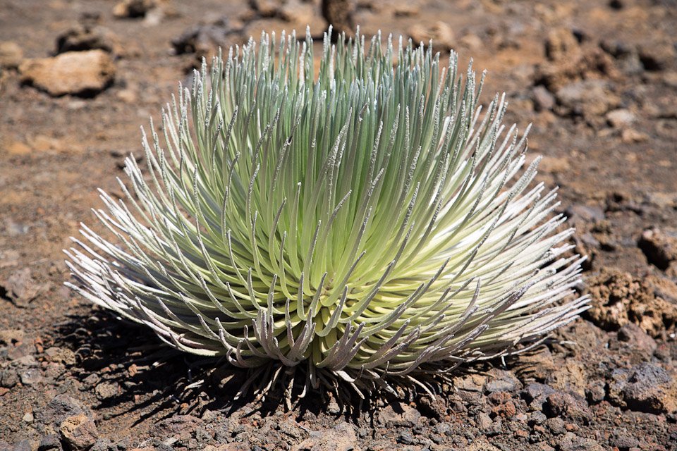 3L9A8858.jpg Caldera du Haleakala - Copyright : See Otherwise 2012 - 2024