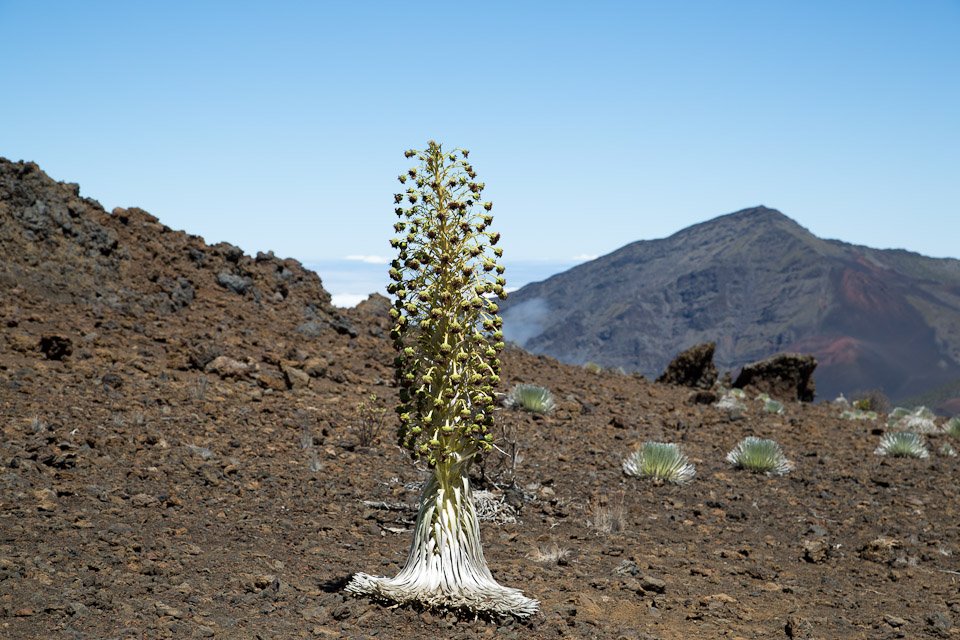 3L9A8867.jpg Caldera du Haleakala - Copyright : See Otherwise 2012 - 2024