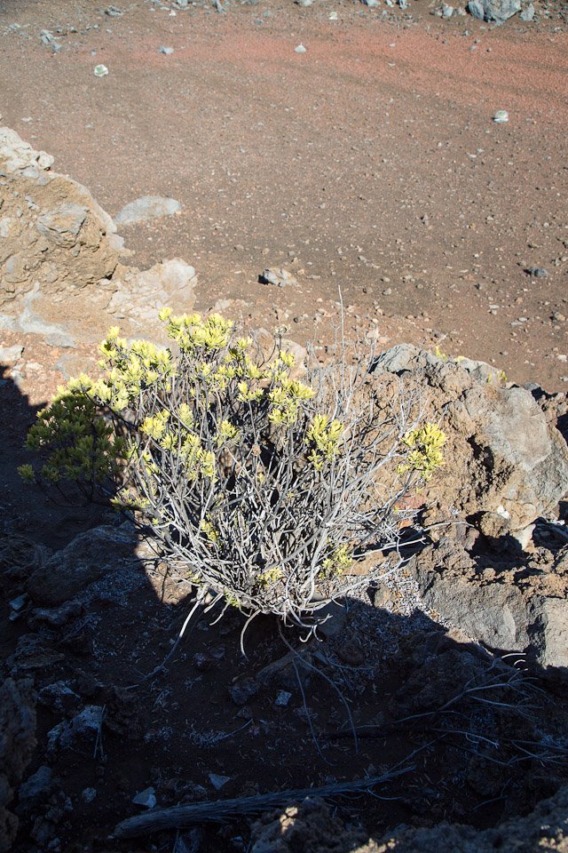 3L9A8976.jpg Caldera du Haleakala - Copyright : See Otherwise 2012 - 2024