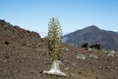 Caldera du Haleakala - Copyright : See Otherwise 2012 - 2024