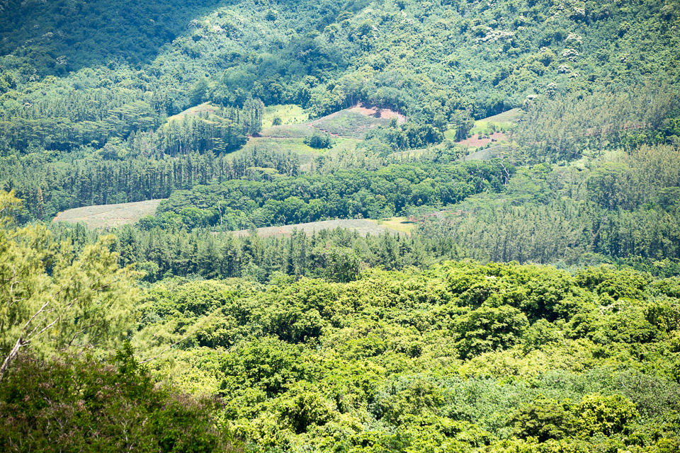 3L9A8939.jpg Iles du vent - Moorea - Copyright : See Otherwise 2012 - 2024