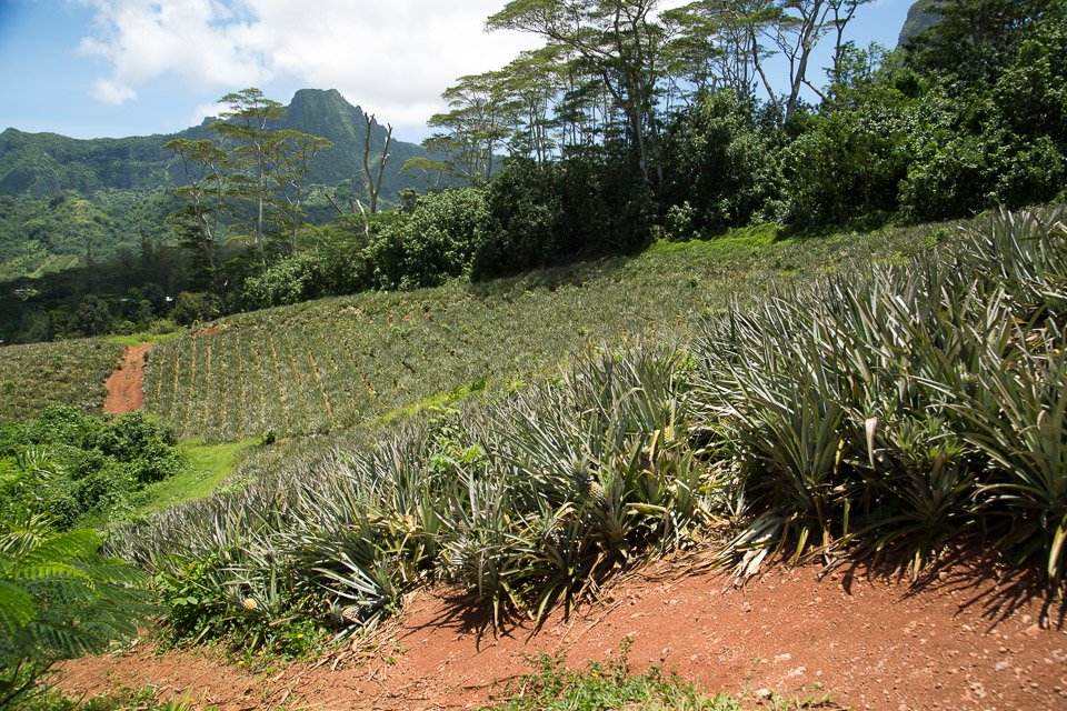 3L9A8997.jpg Iles du vent - Moorea - Copyright : See Otherwise 2012 - 2024