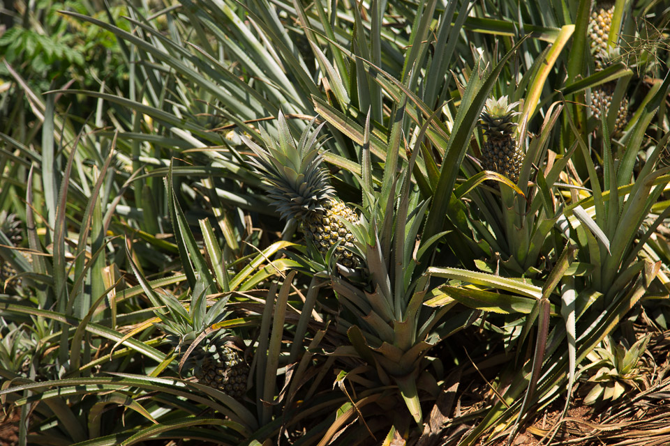 3L9A9009.jpg Iles du vent - Moorea - Copyright : See Otherwise 2012 - 2024