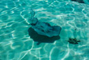 3L9A8531.jpg Iles du vent - Moorea - Copyright : See Otherwise 2012 - 2025