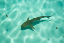 Iles du vent - Moorea - Copyright : See Otherwise 2012 - 2026