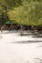 3L9A8583.jpg Iles du vent - Moorea - Copyright : See Otherwise 2012 - 2026