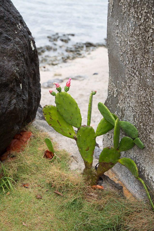 3L9A1463.jpg Iles du vent - Tahiti - Copyright : See Otherwise 2012 - 2024