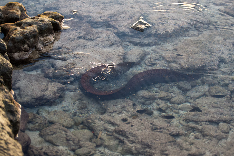 3L9A1700.jpg Iles du vent - Tahiti - Copyright : See Otherwise 2012 - 2024