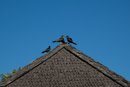 Iles sous le vent - Bora Bora - Copyright : See Otherwise 2012 - 2024