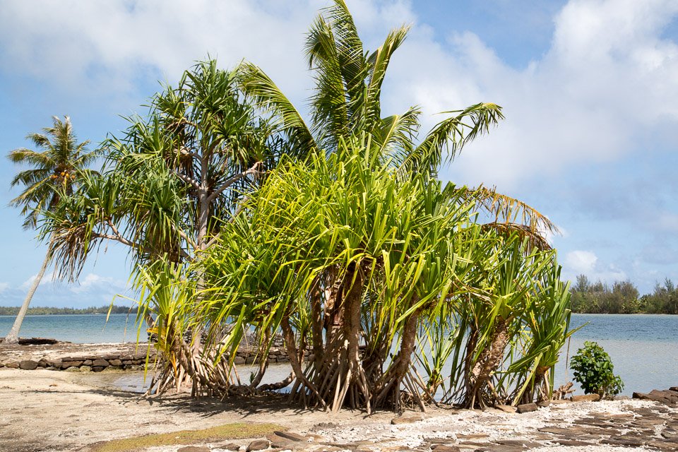 3L9A4738.jpg Iles sous le vent - Huahine - Copyright : See Otherwise 2012 - 2024