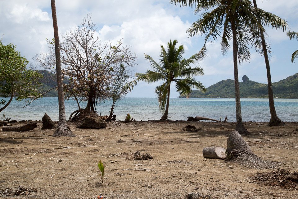 3L9A4946.jpg Iles sous le vent - Huahine - Copyright : See Otherwise 2012 - 2024