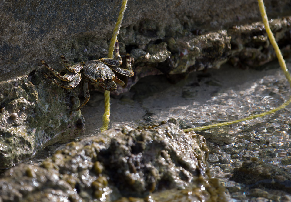 3L9A6948.jpg Iles sous le vent - Maupiti - Copyright : See Otherwise 2012 - 2024