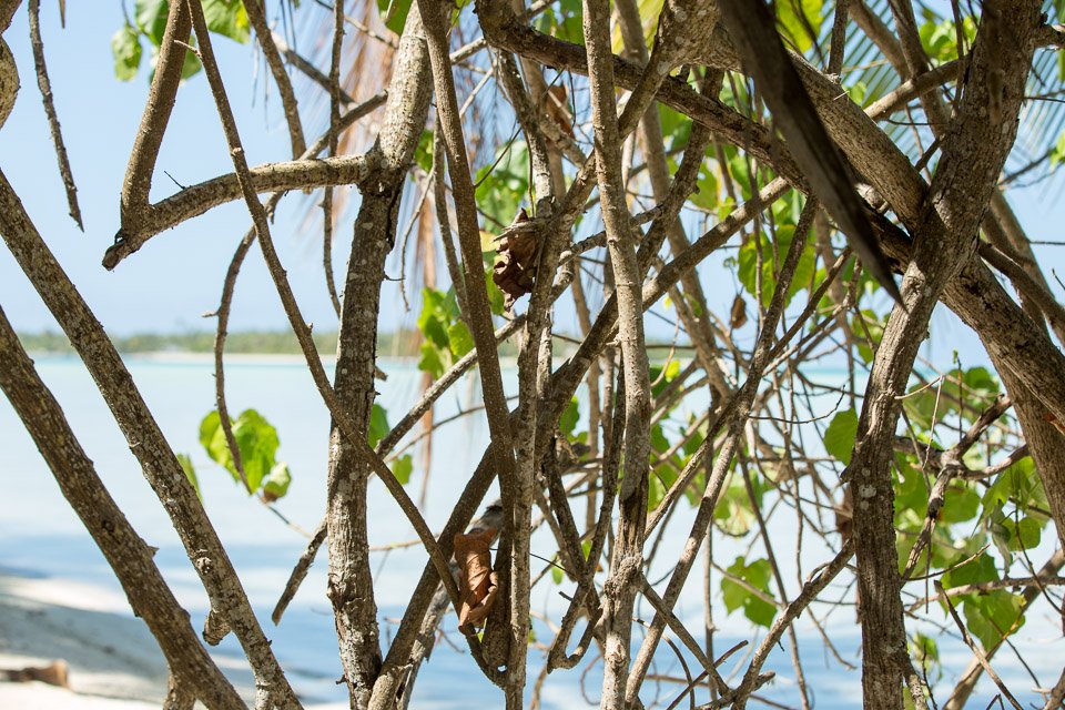 3L9A7192.jpg Iles sous le vent - Maupiti - Copyright : See Otherwise 2012 - 2024