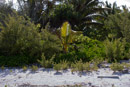 Iles sous le vent - Maupiti - Copyright : See Otherwise 2012 - 2026
