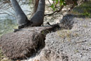 Iles sous le vent - Maupiti - Copyright : See Otherwise 2012 - 2026