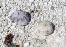 Iles sous le vent - Maupiti - Copyright : See Otherwise 2012 - 2026