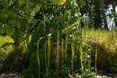 Iles sous le vent - Maupiti - Copyright : See Otherwise 2012 - 2026