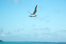 Iles sous le vent - Maupiti - Copyright : See Otherwise 2012 - 2026