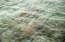 Iles sous le vent - Maupiti - Copyright : See Otherwise 2012 - 2026