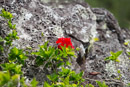 Iles sous le vent - Maupiti - Copyright : See Otherwise 2012 - 2026