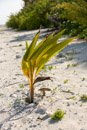 Iles sous le vent - Maupiti - Copyright : See Otherwise 2012 - 2024