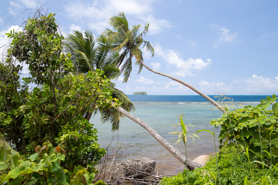 3L9A6036.jpg Iles sous le vent - Raiatea - Copyright : See Otherwise 2012 - 2024