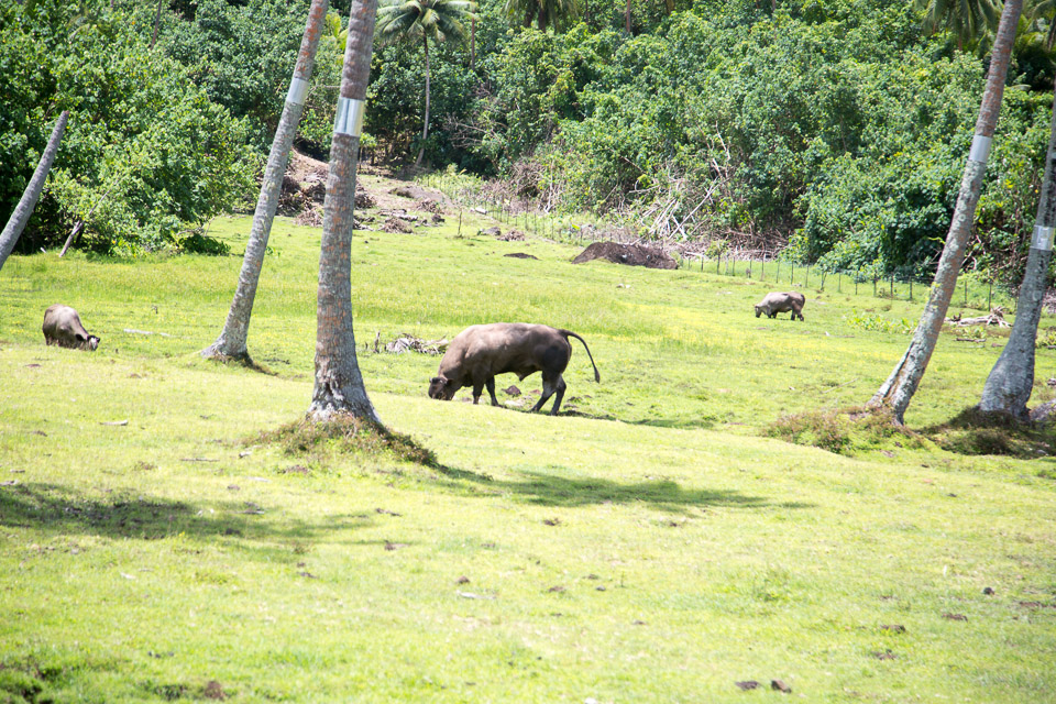 3L9A6149.jpg Iles sous le vent - Raiatea - Copyright : See Otherwise 2012 - 2024