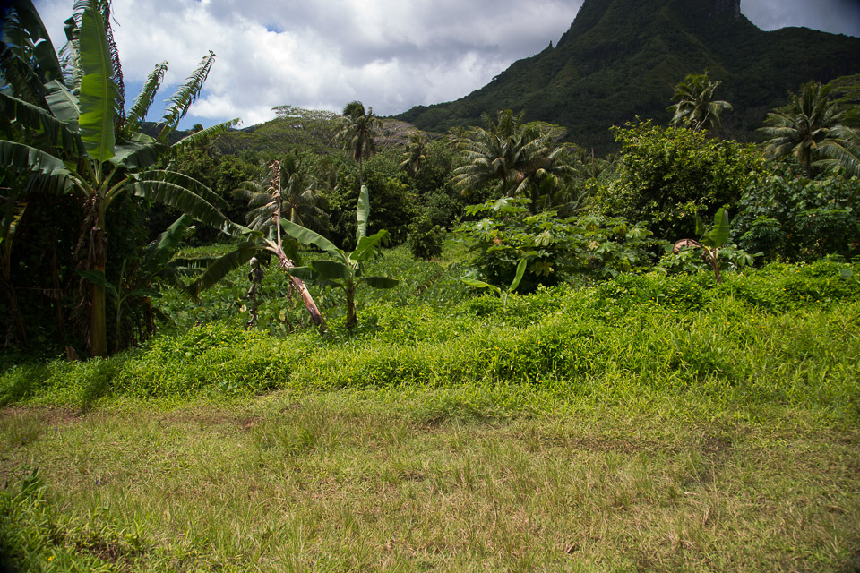 3L9A6284.jpg Iles sous le vent - Raiatea - Copyright : See Otherwise 2012 - 2024