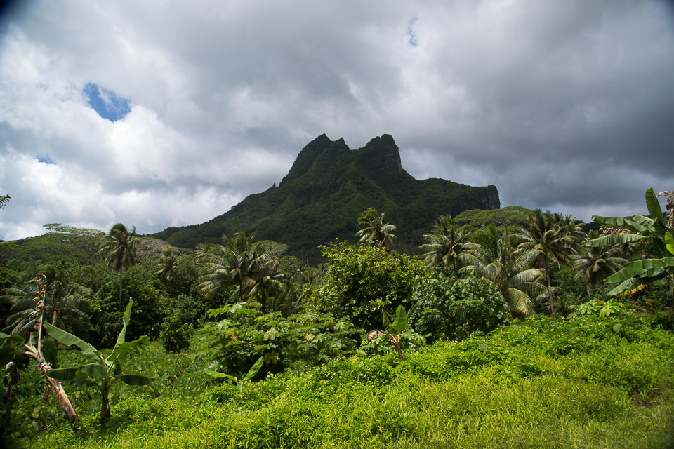 3L9A6286.jpg Iles sous le vent - Raiatea - Copyright : See Otherwise 2012 - 2024