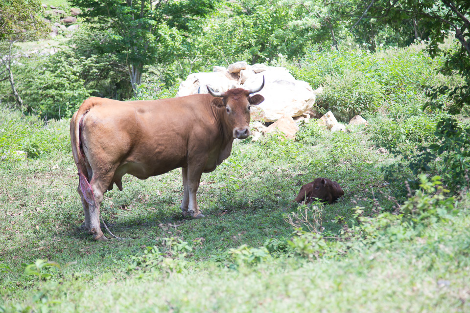 3L9A6315.jpg Le mont Tapioi - Raiatea - Copyright : See Otherwise 2012 - 2024