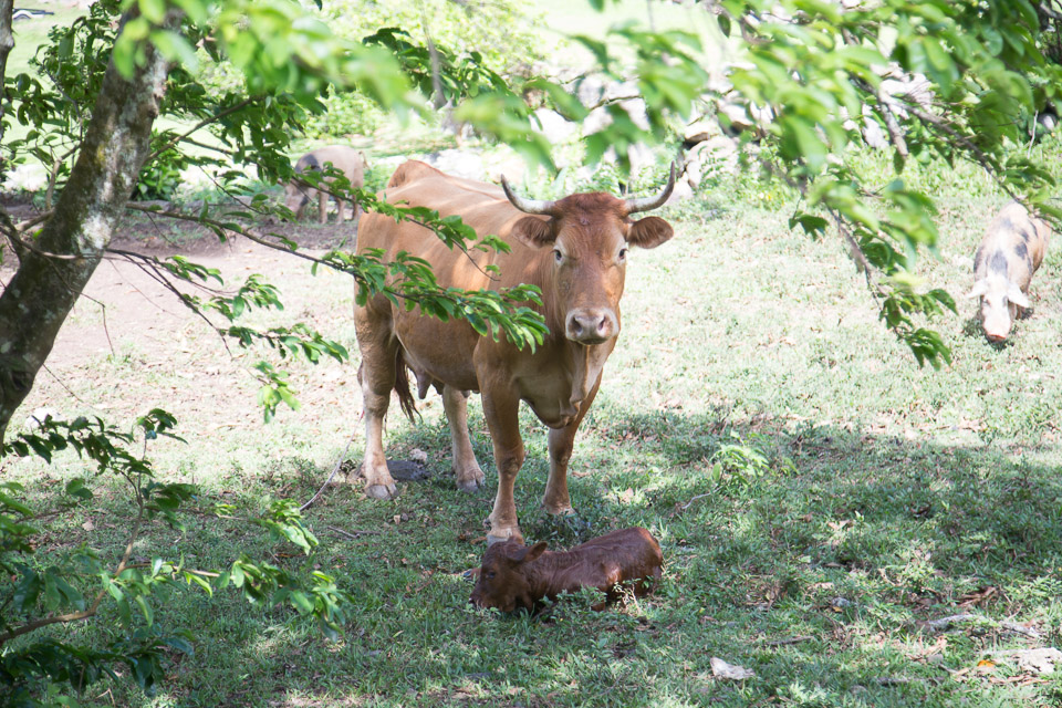 3L9A6320.jpg Le mont Tapioi - Raiatea - Copyright : See Otherwise 2012 - 2024