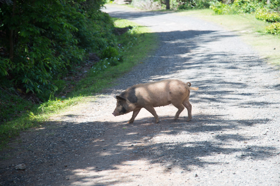 3L9A6325.jpg Le mont Tapioi - Raiatea - Copyright : See Otherwise 2012 - 2024