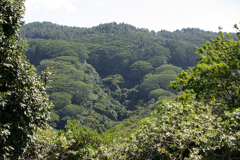 3L9A6521.jpg Le mont Tapioi - Raiatea - Copyright : See Otherwise 2012 - 2024