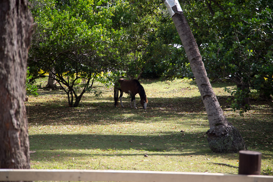 3L9A2117.jpg Les Marquises - Nuku Hiva - Copyright : See Otherwise 2012 - 2024