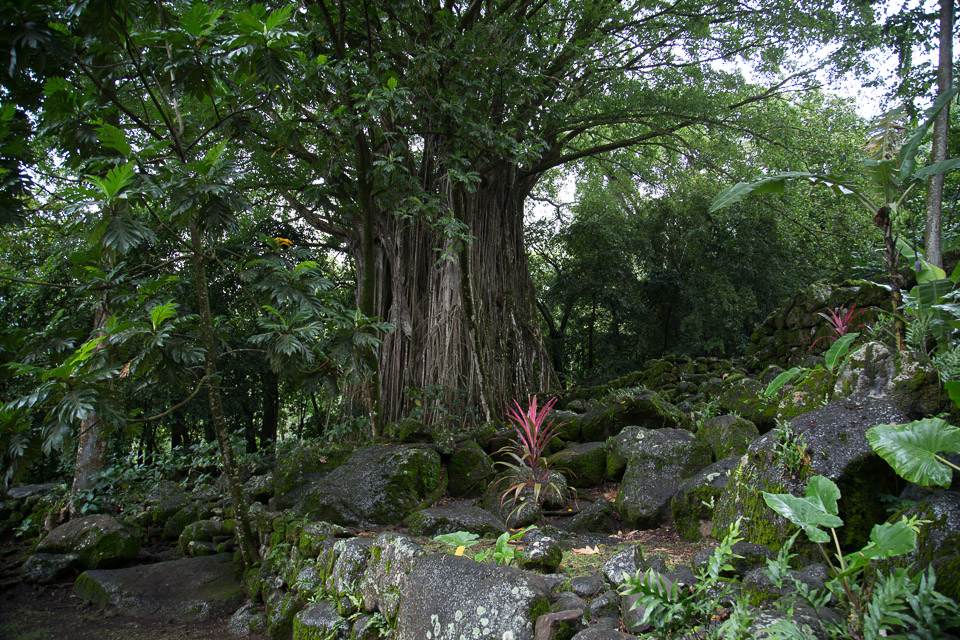 3L9A2222.jpg Les Marquises - Nuku Hiva - Copyright : See Otherwise 2012 - 2024