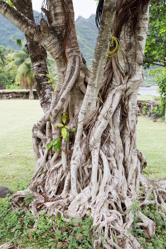 3L9A4117.jpg Les Marquises - Nuku Hiva - Copyright : See Otherwise 2012 - 2024