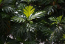 3L9A2171.jpg Les Marquises - Nuku Hiva - Copyright : See Otherwise 2012 - 2025
