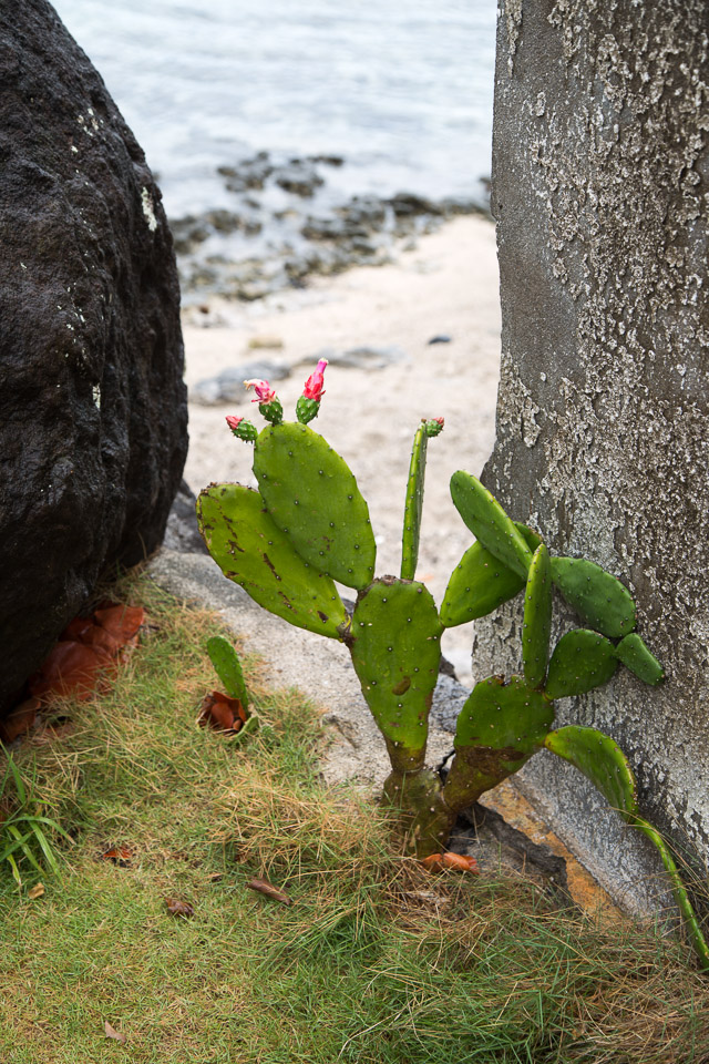 3L9A1463.jpg Les fleurs de Polynesie - Copyright : See Otherwise 2012 - 2024