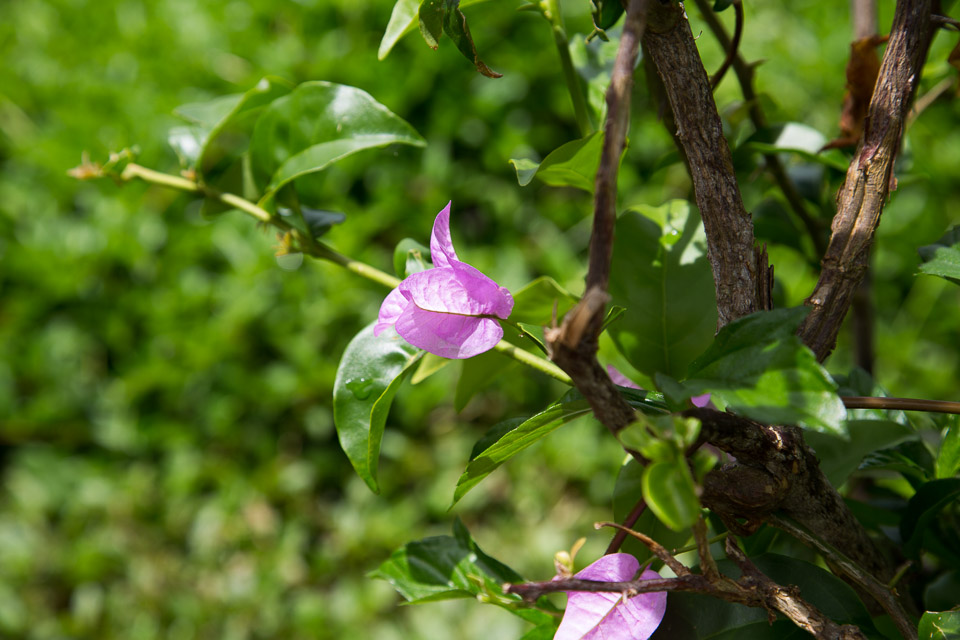 3L9A2203.jpg Les fleurs de Polynesie - Copyright : See Otherwise 2012 - 2024