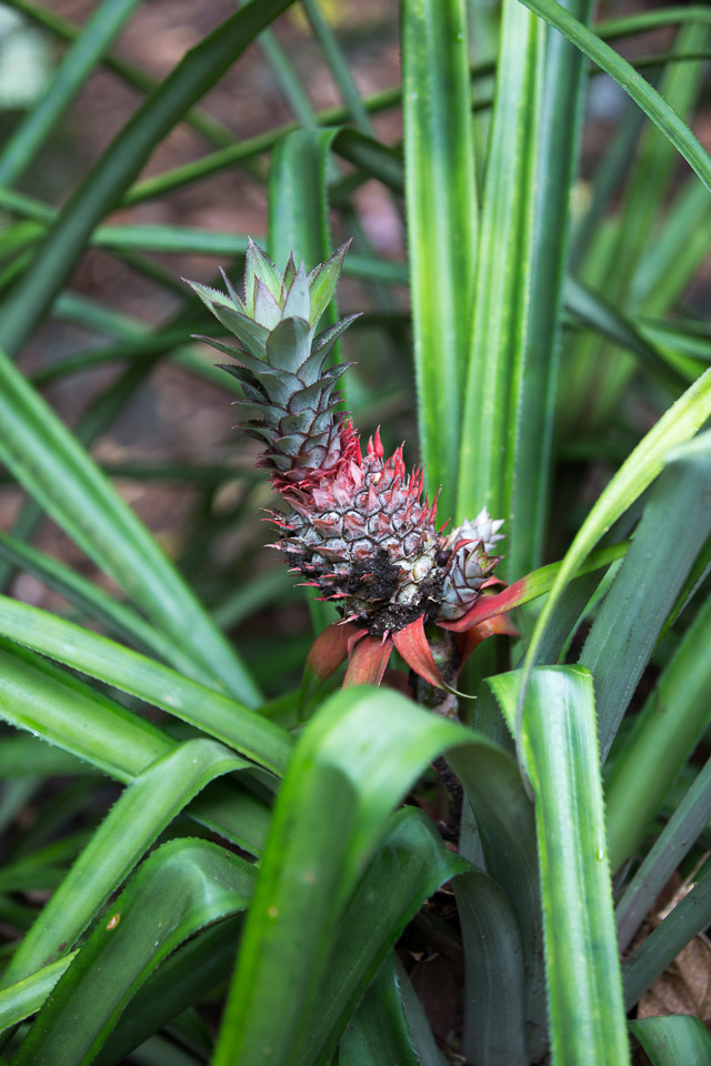 3L9A2317.jpg Les fleurs de Polynesie - Copyright : See Otherwise 2012 - 2024