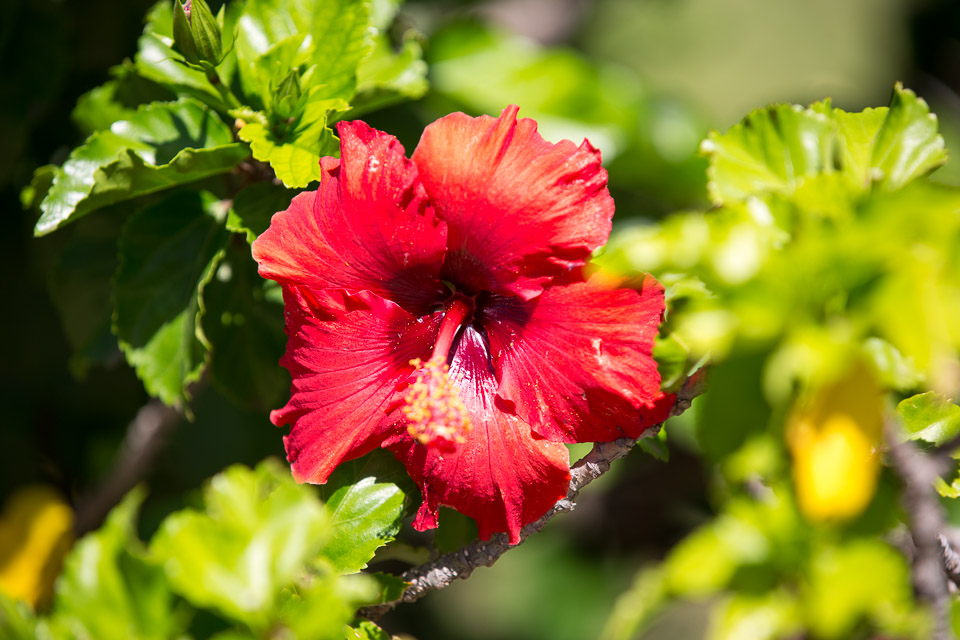 3L9A2578.jpg Les fleurs de Polynesie - Copyright : See Otherwise 2012 - 2024