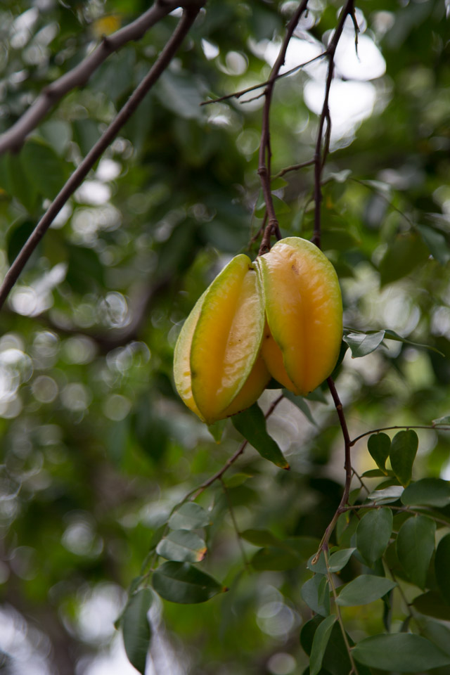 3L9A3754.jpg Les fleurs de Polynesie - Copyright : See Otherwise 2012 - 2024