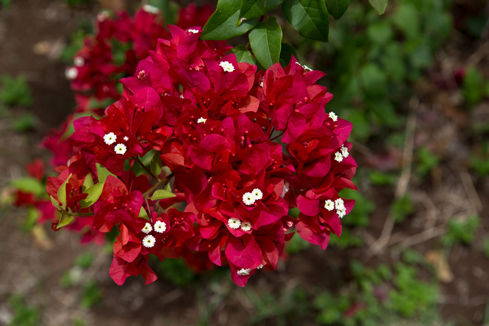 3L9A3767.jpg Les fleurs de Polynesie - Copyright : See Otherwise 2012 - 2024