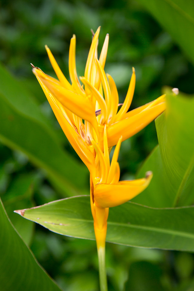 3L9A3809.jpg Les fleurs de Polynesie - Copyright : See Otherwise 2012 - 2024