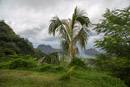 Les fleurs de Polynesie - Copyright : See Otherwise 2012 - 2026