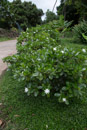 Les fleurs de Polynesie - Copyright : See Otherwise 2012 - 2026