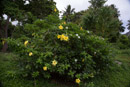 Les fleurs de Polynesie - Copyright : See Otherwise 2012 - 2025