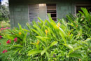 Les fleurs de Polynesie - Copyright : See Otherwise 2012 - 2026