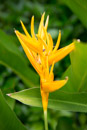 Les fleurs de Polynesie - Copyright : See Otherwise 2012 - 2026